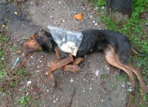 Ξάνθη: Σκύλος νεκρός από φόλες – Βρέθηκαν 7 νωπά κομμάτια κρέατος με δηλητήριο