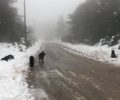 Τραγικές συνθήκες για σκυλιά που διαβιούν με θερμοκρασίες υπό το μηδέν σε Πάρνηθα, Ιπποκράτειο Πολιτεία κ.ά.