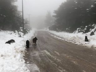 Τραγικές συνθήκες για σκυλιά που διαβιούν με θερμοκρασίες υπό το μηδέν σε Πάρνηθα, Ιπποκράτειο Πολιτεία κ.ά.