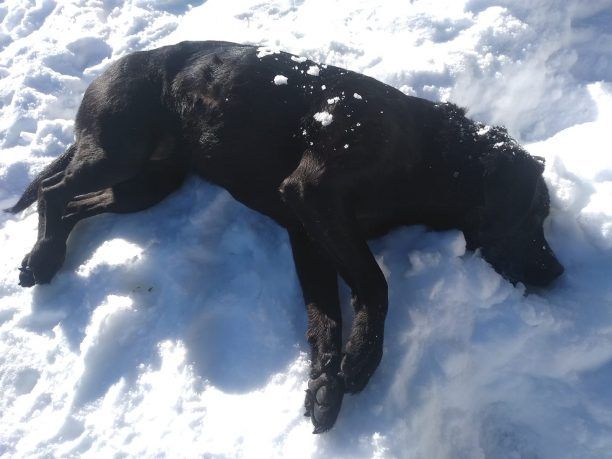 Πιερία: Σκύλος νεκρός από φόλα στο Ξερολάκι Ολύμπου σε υψόμετρο 1.350 μέτρων