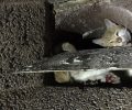 Έσωσαν γάτα που εγκλωβίστηκε σε καμινάδα τζακιού στον Άγιο Δημήτριο Αττικής