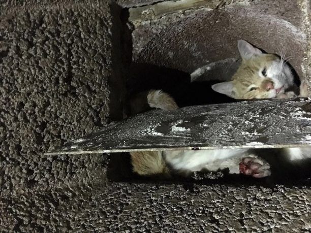 Έσωσαν γάτα που εγκλωβίστηκε σε καμινάδα τζακιού στον Άγιο Δημήτριο Αττικής