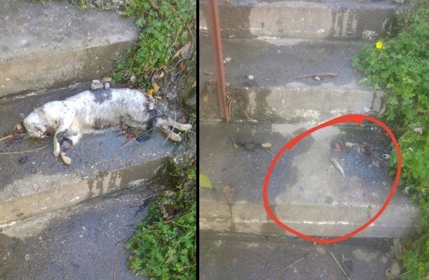 Αιτωλοακαρνανία: Δηλητηριασμένες σαρδέλες η φόλα που σκότωσε γάτα στον Άγιο Κωνσταντίνο Αγρινίου