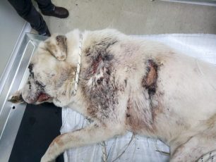 Αγρίνιο Αιτωλοακαρνανίας: Πυροβολημένος αδέσποτος σκύλος κοντά στη γέφυρα Αχελώου