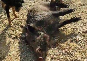 Κυνηγοί βασανίζουν τραυματισμένα αγριογούρουνα στην Πελοπόννησο & δημοσιεύουν τα  βίντεο στο facebook