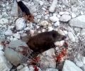 Ο Φιλοζωικός Τρίπολης για τον βασανισμό αγριογούρουνων από κυνηγούς που κατήγγειλε το zoosos.gr (βίντεο)