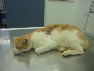 Πάρος: Γάτα με έγκαυμα από οξύ στην πλάτη βρέθηκε στην Αλυκή