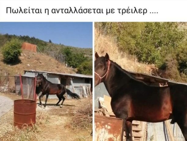 «Ιππόθεσις»: Αλήθειες για το ανεξέλεγκτο εμπόριο ιπποειδών (αλόγων, μουλαριών, γαϊδουριών) στην Ελλάδα
