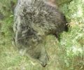 Αρκούδα νεκρή, πυροβολημένη από κυνηγό βρέθηκε κοντά στην Αναρράχη Κοζάνης