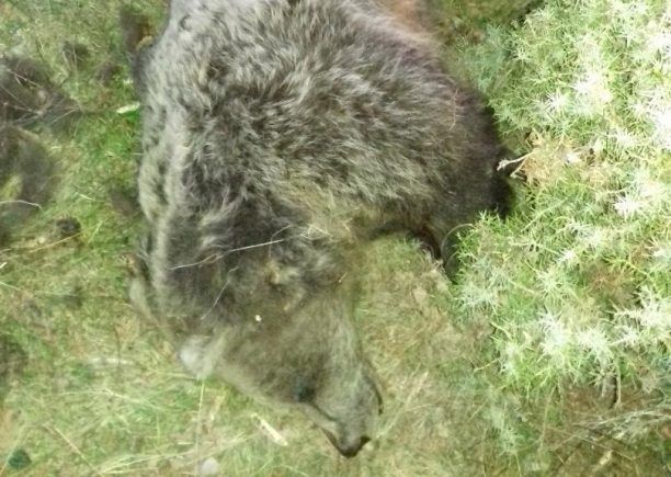 Αρκούδα νεκρή, πυροβολημένη από κυνηγό βρέθηκε κοντά στην Αναρράχη Κοζάνης