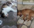 Τέσσερις γάτες και ένας σκύλος δολοφονήθηκαν με φόλες στην Ανδρίτσαινα Ηλείας