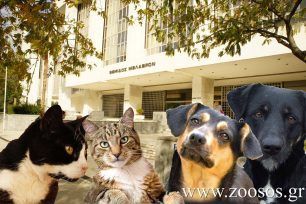 Με εγκύκλιο ο Άρειος Πάγος ζητάει απ'την Αστυνομία να τηρεί τη νομοθεσία στις περιπτώσεις κακοποίησης ζώων