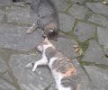 Γάτες νεκρές από φόλες στην Άρτα