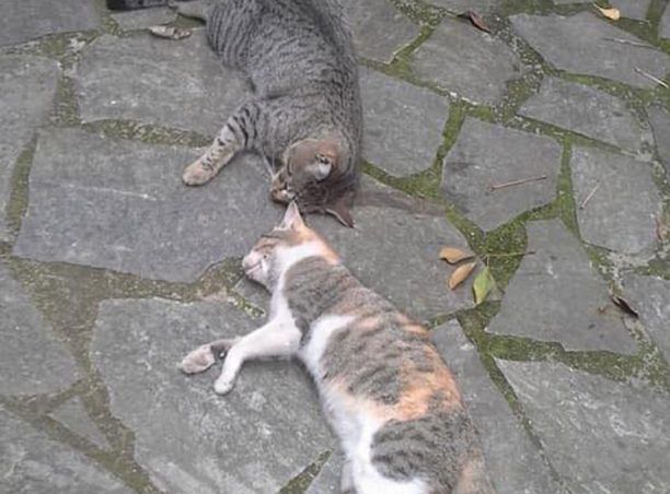 Γάτες νεκρές από φόλες στην Άρτα