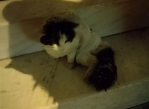 Αθήνα: Έκκληση για σοβαρά τραυματισμένη γάτα με κομμένο πόδι και σπασμένη λεκάνη
