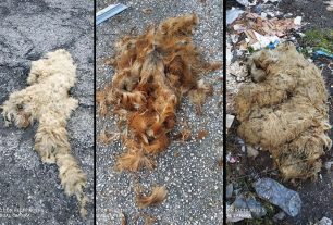 Βρήκε δέρματα ζώων πεταμένα σε εγκαταλελειμμένο εργοστάσιο έξω από τον Άγιο Βασίλειο Θεσσαλονίκης