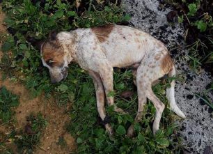 Πυροβόλησε με αεροβόλο και χτύπησε μέχρι θανάτου σκύλο στο Δωρικό Έβρου