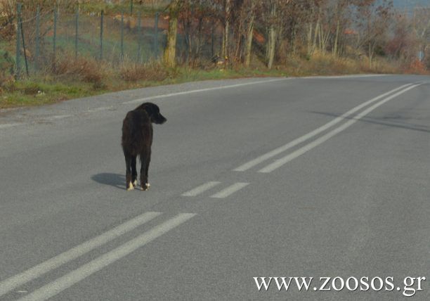 Καταμέτρηση των αδέσποτων σκυλιών θα κάνει ο Δήμος Αίγινας