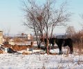 Φλώρινα: Άλογα υποσιτισμένα, δεμένα στα χιόνια σε θερμοκρασίες υπό το μηδέν (βίντεο)