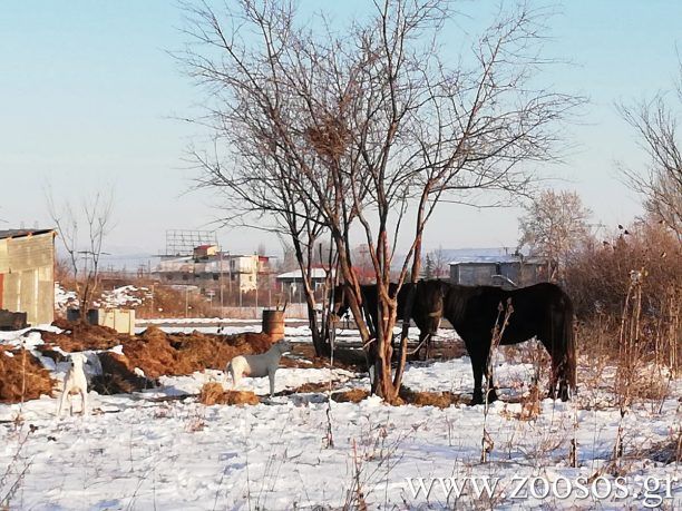 Φλώρινα: Άλογα υποσιτισμένα, δεμένα στα χιόνια σε θερμοκρασίες υπό το μηδέν (βίντεο)