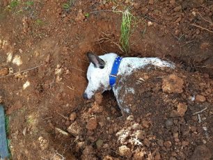 Γαλάτσι Αττικής: Πολλά αδέσποτα αγνοούνται και 8 σκυλιά βρέθηκαν νεκρά από φόλες στο Αττικό Άλσος (βίντεο)