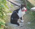 Άγιος Δημήτριος Αττικής: Έκκληση για εντοπισμό γάτας που φέρει πλαστικό αντικείμενο στον λαιμό (βίντεο)