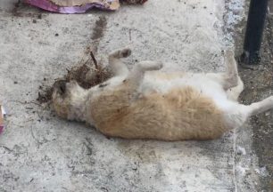 Μακρακώμη Φθιώτιδας: Βρήκε τη γάτα που φρόντιζε νεκρή μετά από απειλές των γειτόνων της