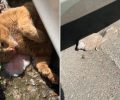 Γάτα και περιστέρι δηλητηριασμένα από φόλες στο Παλαιό Φάληρο Αττικής