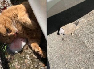 Γάτα και περιστέρι δηλητηριασμένα από φόλες στο Παλαιό Φάληρο Αττικής