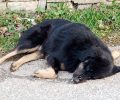 Σκύλος νεκρός από φόλα στο Γραμματικό Αττικής