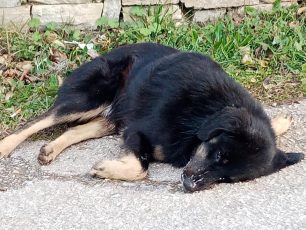 Σκύλος νεκρός από φόλα στο Γραμματικό Αττικής
