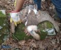 11 γύπες δηλητηριασμένοι από φόλες – Βαρύ πλήγμα για τη μεγαλύτερη αποικία όρνεων στην Αιτωλοακαρνανία