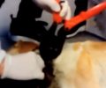 Χουλιαράδες Ιωαννίνων: Βρήκαν σκύλο με κομμένο λαιμό από τη διπλή αλυσίδα – θηλιά που έσερνε (βίντεο)