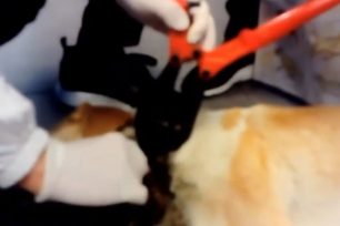 Χουλιαράδες Ιωαννίνων: Βρήκαν σκύλο με κομμένο λαιμό από τη διπλή αλυσίδα – θηλιά που έσερνε (βίντεο)