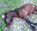 Λέσβος: Άλογο νεκρό πυροβολημένο στο κεφάλι βρέθηκε στο Ίππειο