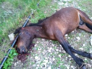 Λέσβος: Άλογο νεκρό πυροβολημένο στο κεφάλι βρέθηκε στο Ίππειο