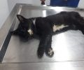 Γάτες νεκρές από φόλες στο Ηράκλειο Αττικής