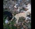 Τέσσερα σκυλιά νεκρά πιθανότατα απαγχονισμένα στην Καλαμπάκα Τρικάλων