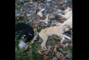 Τέσσερα σκυλιά νεκρά πιθανότατα απαγχονισμένα στην Καλαμπάκα Τρικάλων