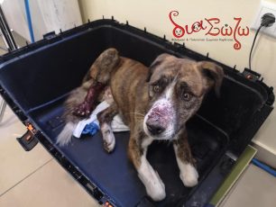 Έκοψαν πόδι σκύλου για να τον σώσουν από τον βασανισμό που υπέστη στην Καρδιτσομαγούλα Καρδίτσας (βίντεο)