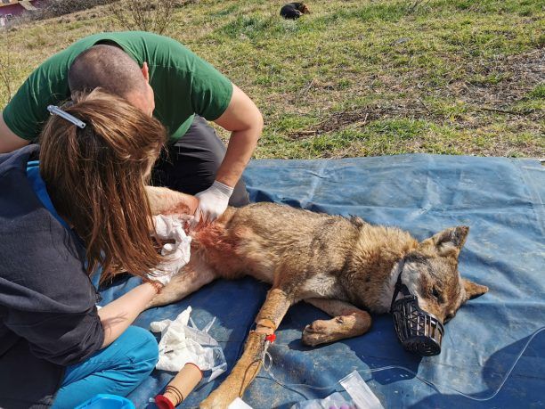 ΑΡΚΤΟΥΡΟΣ: Σύντομα θα επιστρέψει στο φυσικό περιβάλλον ο λύκος που τραυματίστηκε στον Καστανά Θεσσαλονίκης (βίντεο)