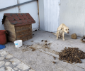 Κρήτη: Συνελήφθη άνδρας που κακοποιούσε τον σκύλο του στο Καστέλι Χανίων
