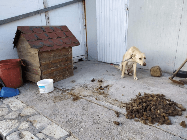 Κρήτη: Συνελήφθη άνδρας που κακοποιούσε τον σκύλο του στο Καστέλι Χανίων