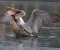 Πολλά πουλιά στη λίμνη Καστοριάς βρίσκουν φρικτό θάνατο από τις πετονιές των ψαράδων