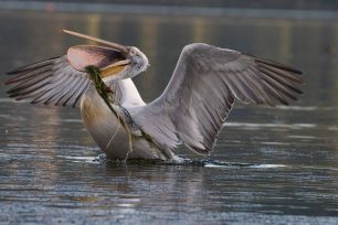 Πολλά πουλιά στη λίμνη Καστοριάς βρίσκουν φρικτό θάνατο από τις πετονιές των ψαράδων