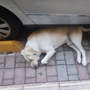 Σκύλος νεκρός από φόλα στην Κατερίνη Πιερίας 1 KateriniDilitiriasmenosSkylos22 2 2020 1