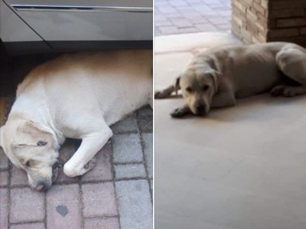 Σκύλος νεκρός από φόλα στην Κατερίνη Πιερίας