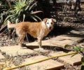 Χάθηκε ηλικιωμένος θηλυκός σκύλος στο Κάτω Δαράτσο Χανίων