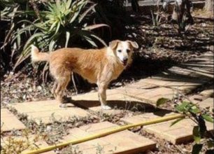 Χάθηκε ηλικιωμένος θηλυκός σκύλος στο Κάτω Δαράτσο Χανίων