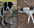 Καβάλα: Βρήκαν έναν σκύλο δολοφονημένο, έναν τραυματισμένο και άλλα αδέσποτα αγνοούνται